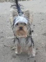 RR, a male Yorkshire Terrier for sale in Wooster, OH – Photo 4 of 7