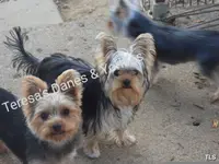 RR, a male Yorkshire Terrier for sale in Wooster, OH – Photo 6 of 7