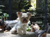 RR, a male Yorkshire Terrier for sale in Wooster, OH – Photo 3 of 7