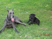 Shakira, a female Great Dane for sale in Wooster, OH – 4 of 4