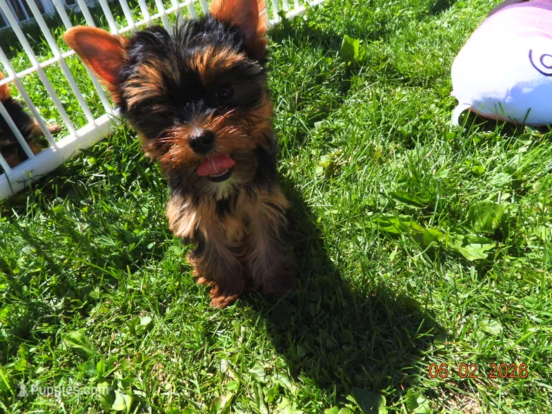 Yorkie girl 2 – Yorkshire Terrier puppy for sale in Wooster, OH