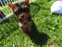 Yorkie girl 2, a female Yorkshire Terrier for sale in Wooster, OH – 3 of 7