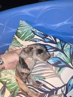 Tank, a male Great Dane for sale in Wooster, OH – 3 of 3