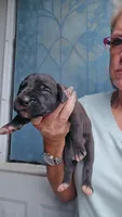 Velvet, a female Great Dane for sale in Wooster, OH – 4 of 4