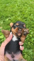 Mouse, a male Yorkshire Terrier for sale in Wooster, OH – 5 of 5