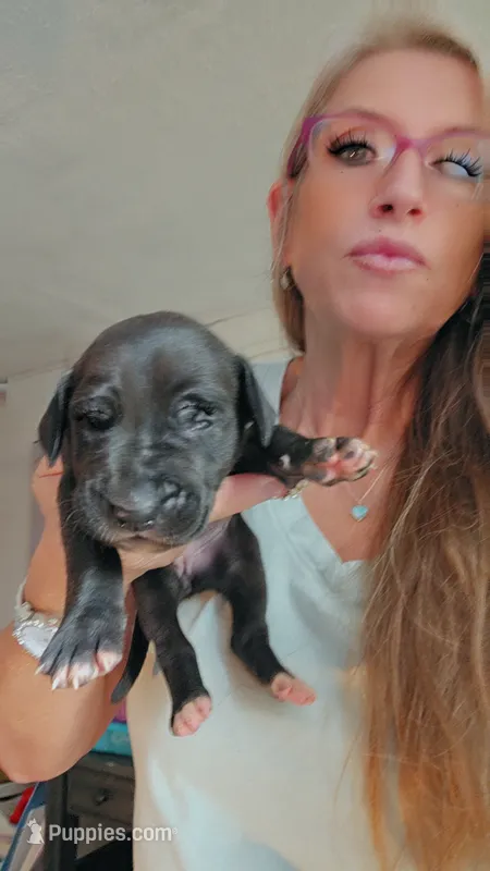 Velvet – Great Dane puppy for sale in Wooster, OH
