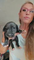 Velvet, a female Great Dane for sale in Wooster, OH – 1 of 4