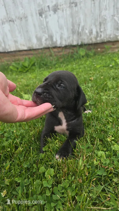 Velvet – Great Dane puppy for sale in Wooster, OH