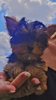 Yorkie girl 2, a female Yorkshire Terrier for sale in Wooster, OH – 7 of 7