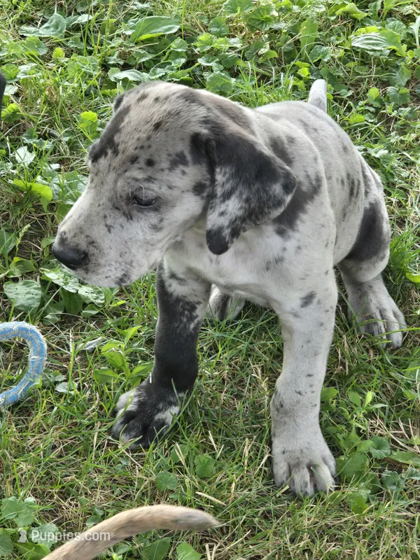 Tank – Great Dane puppy for sale in Wooster, OH