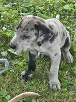 Tank, a male Great Dane for sale in Wooster, OH – 1 of 2