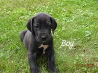 Butch, a male Great Dane for sale in Wooster, OH – 4 of 4