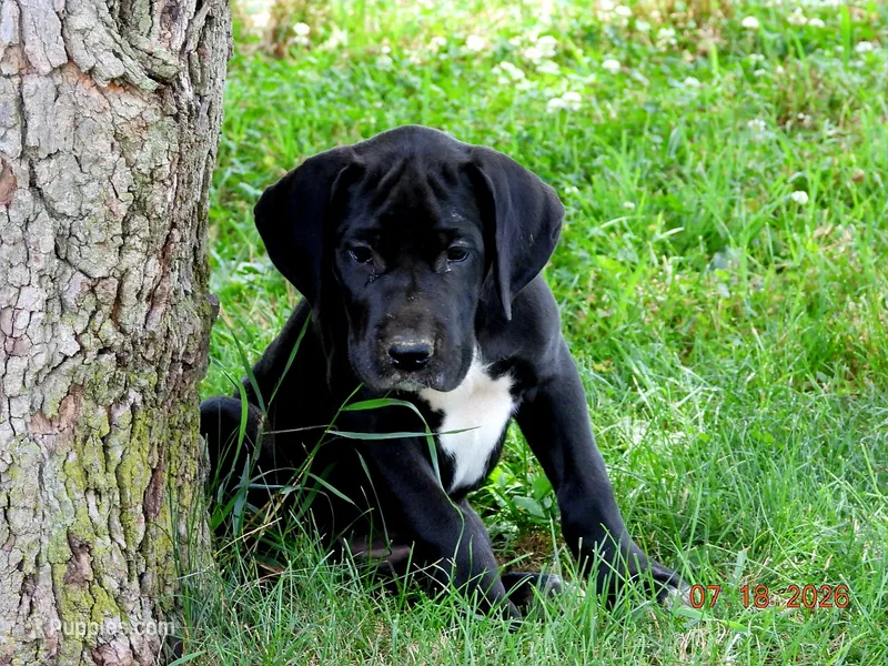 Velvet – Great Dane puppy for sale in Wooster, OH