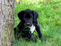 Velvet, a female Great Dane for sale in Wooster, OH – 2 of 4