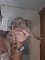 Camora, a female Great Dane for sale in Wooster, OH – 2 of 3