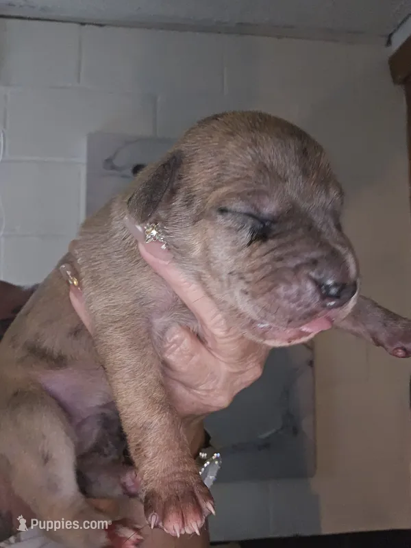 Camora – Great Dane puppy for sale in Wooster, OH