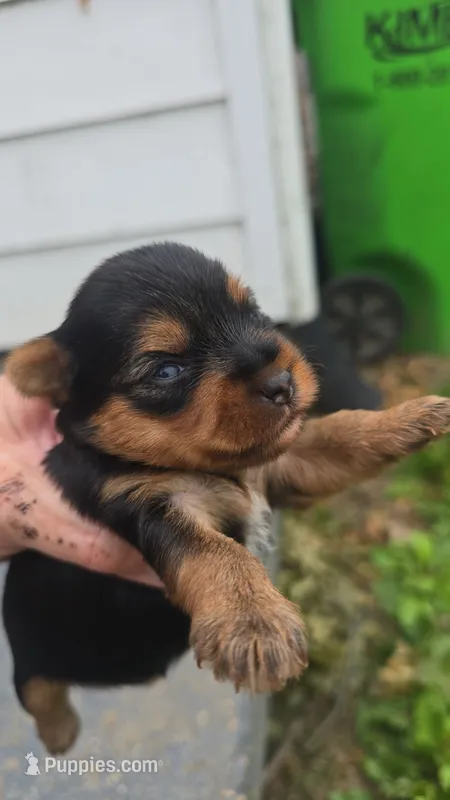 Mouse – Yorkshire Terrier puppy for sale in Wooster, OH