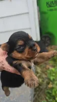 Mouse, a male Yorkshire Terrier for sale in Wooster, OH – 1 of 5