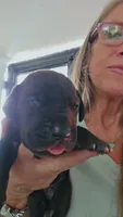 Shakira, a female Great Dane for sale in Wooster, OH – 4 of 4