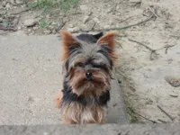 Little man, a male Yorkshire Terrier for sale in Wooster, OH – 4 of 5