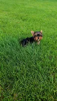 Yorkie girl 2, a female Yorkshire Terrier for sale in Wooster, OH – 6 of 7