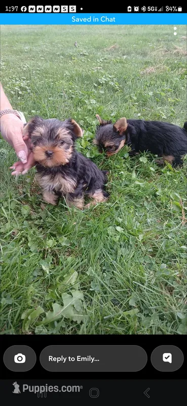 Mouse – Yorkshire Terrier puppy for sale in Wooster, OH