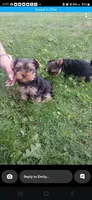 Mouse, a male Yorkshire Terrier for sale in Wooster, OH – 1 of 1