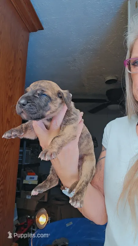Zennifer  – Great Dane puppy for sale in Wooster, OH