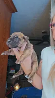 Zennifer , a female Great Dane for sale in Wooster, OH – 1 of 4