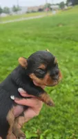 Mouse, a male Yorkshire Terrier for sale in Wooster, OH – 4 of 5