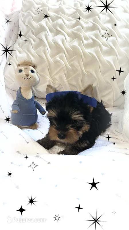 Yorkie boy 1 – Yorkshire Terrier puppy for sale in Wooster, OH
