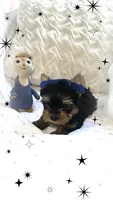 Yorkie boy 1, a male Yorkshire Terrier for sale in Wooster, OH – 1 of 6