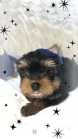 Yorkie boy 1, a male Yorkshire Terrier for sale in Wooster, OH – 6 of 6