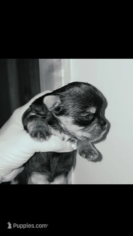 Yorkie boy 1 – Yorkshire Terrier puppy for sale in Wooster, OH