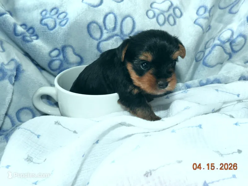 Yorkie boy 1 – Yorkshire Terrier puppy for sale in Wooster, OH