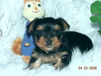 Yorkie boy 1, a male Yorkshire Terrier for sale in Wooster, OH – 2 of 6