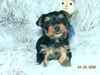 Yorkie boy 1, a male Yorkshire Terrier for sale in Wooster, OH – 3 of 6