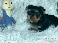 Yorkie boy 1, a male Yorkshire Terrier for sale in Wooster, OH – 4 of 6