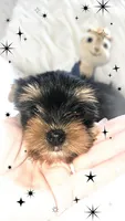 Yorkie boy 1, a male Yorkshire Terrier for sale in Wooster, OH – 5 of 6
