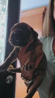 Zennifer , a female Great Dane for sale in Wooster, OH – 3 of 4