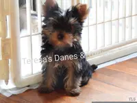 Mila, a female Yorkshire Terrier for sale in Wooster, OH – Photo 5 of 10