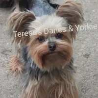 Mila, a female Yorkshire Terrier for sale in Wooster, OH – Photo 2 of 8
