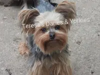 Mila, a female Yorkshire Terrier for sale in Wooster, OH – Photo 8 of 10