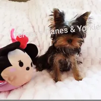 Mila, a female Yorkshire Terrier for sale in Wooster, OH – Photo 3 of 8
