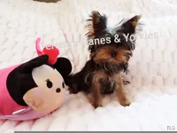 Mila, a female Yorkshire Terrier for sale in Wooster, OH – Photo 2 of 10