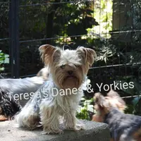 Mila, a female Yorkshire Terrier for sale in Wooster, OH – Photo 4 of 8