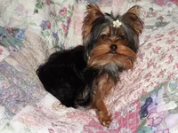 Mila, a female Yorkshire Terrier for sale in Wooster, OH – Photo 7 of 8