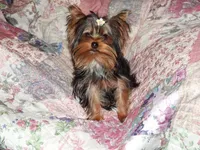 Mila, a female Yorkshire Terrier for sale in Wooster, OH – Photo 8 of 8