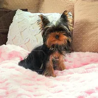 Mila, a female Yorkshire Terrier for sale in Wooster, OH – Photo 5 of 8