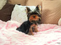 Mila, a female Yorkshire Terrier for sale in Wooster, OH – Photo 10 of 10